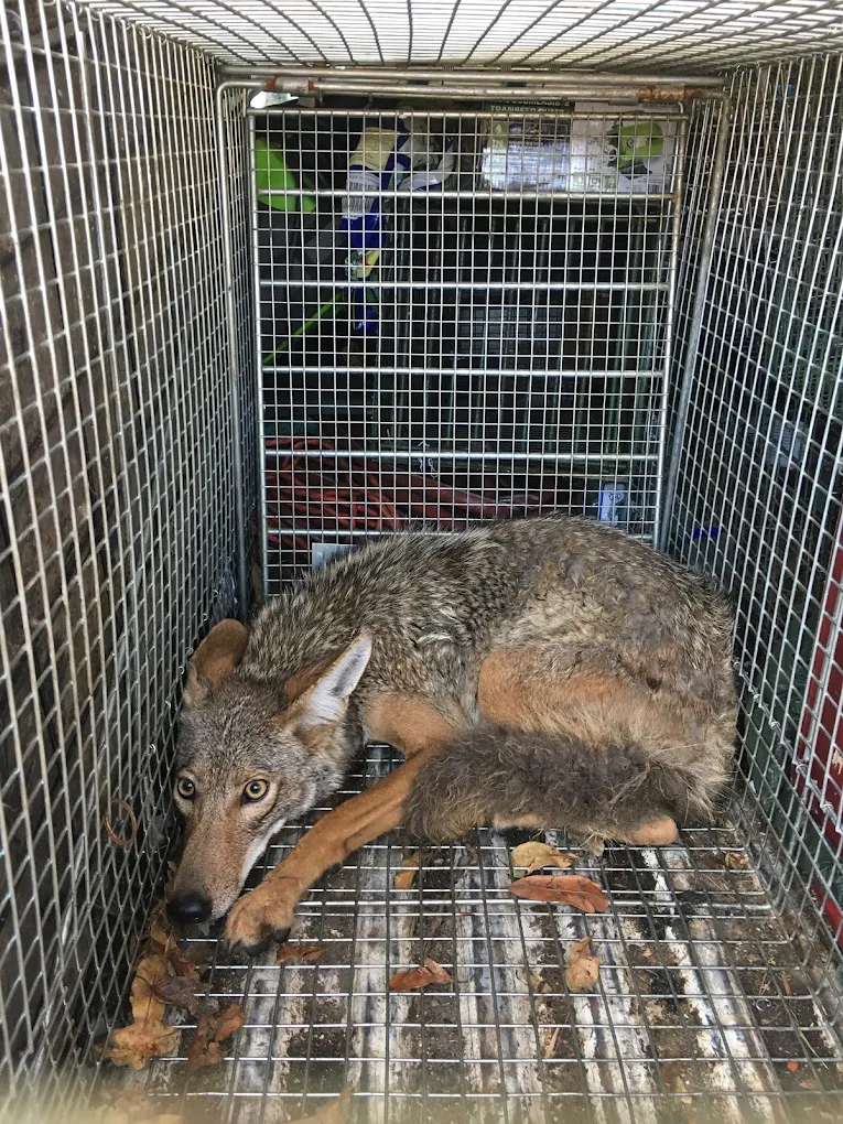 Urban Wildlife Trapping Experts